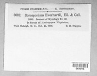 Anthracocystis everhartii image